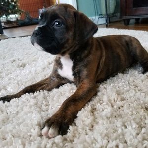 Meet your Posher, Carmen